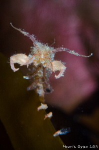Tiny Ghost Shrimp on Kelp by Henrik Gram Rasmussen 
